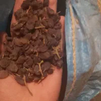 فروش آفتابی و مویز سیاه