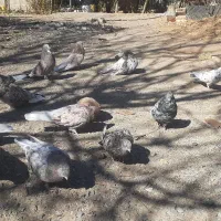 تعداد کبوتر سرور نکریز نک جمفروشی یکجا