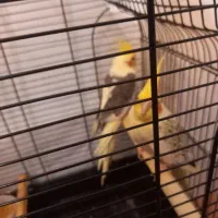 جفت عروس هلندی نر  و ماده