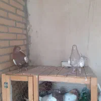 کبوتر سالم و جوان فروشی|پرنده|مبارکه, |دیوار