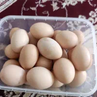 تخم مرغ محلی
