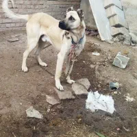 واگزاری‌توله‌سرابی‌اصیل‌