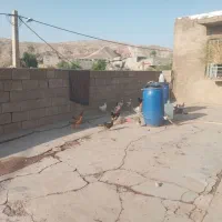 مرغ وخروس جوجه