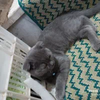 گربه اسکاتیش بلو دابل فولد نر۸ماهه