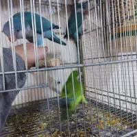 جوجه طوطی راهب