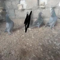 کبوتر پلاکی