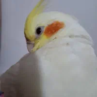 عروس هلندی گم شده