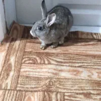 خرگوش مشگی و قوای وسفید برای فروش|موش و خرگوش|اسالم, |دیوار