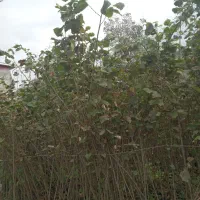 فروش نهال فندق گلدانی ریشه پرس وریشه لخت|خدمات باغبانی و درختکاری|رحیمآباد, |دیوار