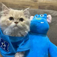 جفت گیری ماده|گربه|گرگان, |دیوار