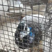 جوجه طاووس ۷ماهه