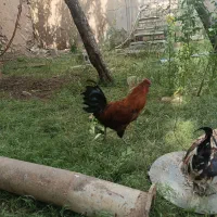 خروس جوان