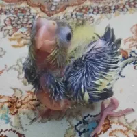 پرنده زینتی عروس هلندی