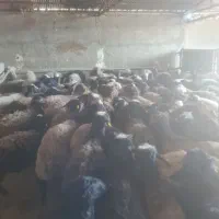 بره نر کشتاری