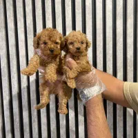 توی پودل / تیکاپ واقعی / نر و ماده