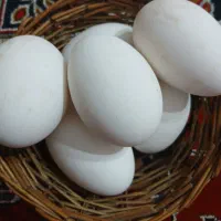 تخم غاز تازه و نطفه دار