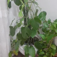 گل و گلدان طبیعی