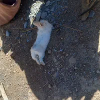 فروش خرگوش نر باهوش قشنگ