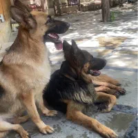سگ ژرمن شپرد ماده بالغ وورک لاین