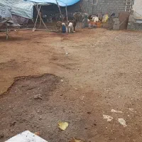 بره رومشکان خرید وفروش  دام زنده بزغاله بز چاق