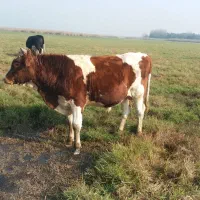 گوساله نر سیمنتال