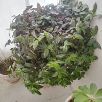 یک عدد گل به فروش میرسد