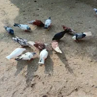 فروش کلی وجزیی کبوتر پرشی وتضمینی|پرنده|لشت نشا, |دیوار