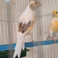 چهار عدد ماده ابلغ. جفت خور سهره|پرنده|شیراز, شهرک صدا و سیما|دیوار