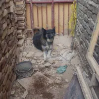 سگ خوب باهوش سگ شناس باشی میشناسی سگو|سگ|زابل, |دیوار