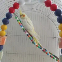 عروس هلندی نر