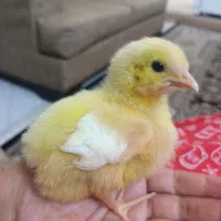 جوجه مرغ. رایگان