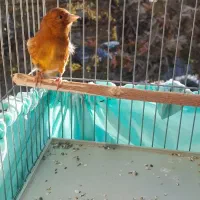 سهره قناری طوطی سرخ|پرنده|تهران, جوادیه تهرانپارس|دیوار