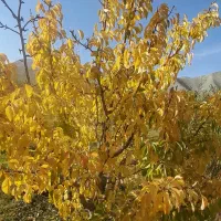 فروش-باغ-حدود-495متر-فیروزکوه-روستای-اندریه