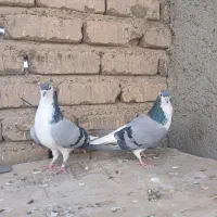 دمگیر گچی|پرنده|اصفهان, برازنده|دیوار