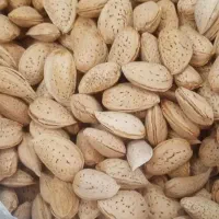 بادام سفال یا سنگی