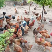 مرغ و خروس برای نگه داشتن و خونریزی