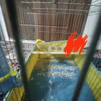 قناری نر|پرنده|گلستان (تهران), |دیوار