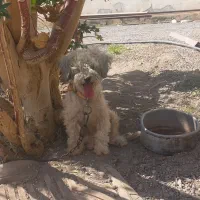 سگ پاکوتاه
