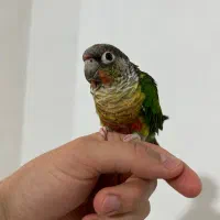 گیرینچیک دستی|پرنده|مشهد, رضاییه|دیوار