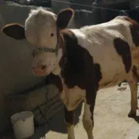 گوساله ماده یک ساله  سمینتال آبستن هست