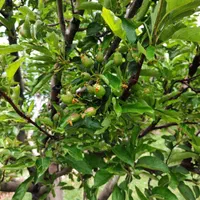 فروش باغ میوه 1050 متری در باغات روستای سیوان|فروش زمین و ملک کلنگی|مرند, |دیوار