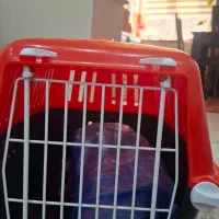 باکس گربه|لوازم جانبی حیوانات|تهران, جنتآباد مرکزی|دیوار