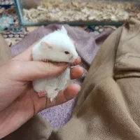 دوتا همستر کوچولو