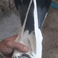 نر کله دم سبز عطیقه اصل سو قدیم باقرآبادم|پرنده|قرچک, باقرآباد|دیوار