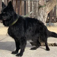 سگ ژرمن بلک ماده 215