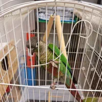 گرینچیک|پرنده|رشت, چله خانه|دیوار