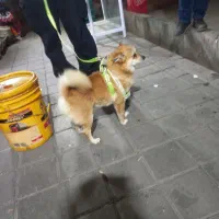 پامر روباهی|سگ|ری, دیلمان|دیوار