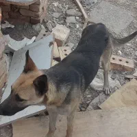 ۲میلیون مژدگانی نر و ماده