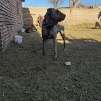 سگ گله|سگ|تربتحیدریه, رباط سفلی|دیوار