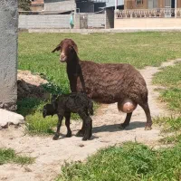 فروش دو راس بره دار جنس دار